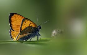 Attēlu rezultāti vaicājumam “Lycaena dispar underside”
