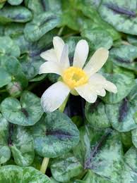 Attēlu rezultāti vaicājumam “Ficaria verna flower”