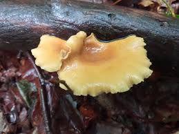 Attēlu rezultāti vaicājumam “Polyporus varius”