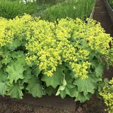 Attēlu rezultāti vaicājumam “Alchemilla subcrenata”