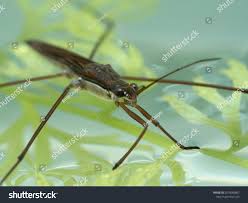 Attēlu rezultāti vaicājumam “Gerridae imago”