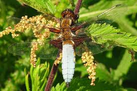 Attēlu rezultāti vaicājumam “Libellula depressa male”
