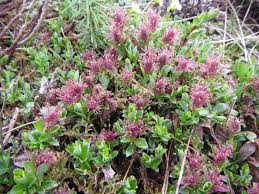 Attēlu rezultāti vaicājumam “Salix myrtilloides”