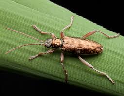 Attēlu rezultāti vaicājumam “Donacia clavipes”