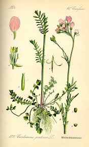 Attēlu rezultāti vaicājumam “Cardamine pratensis”