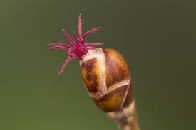 Attēlu rezultāti vaicājumam “Corylus avellana bud”