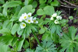 Attēlu rezultāti vaicājumam “Anemone nemorosa leaf”