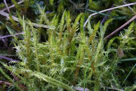 Attēlu rezultāti vaicājumam “Calliergonella cuspidata”