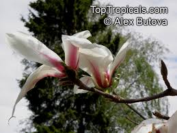 Attēlu rezultāti vaicājumam “Magnolia cylindrica”