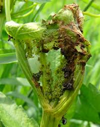 Attēlu rezultāti vaicājumam “Depressaria olerella imago”