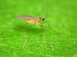 Attēlu rezultāti vaicājumam “Cecidomyiidae”