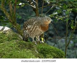 Attēlu rezultāti vaicājumam “Tetrao urogallus female”