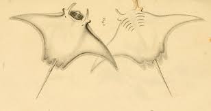 Image result for Mobula birostris