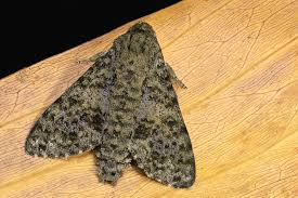 Attēlu rezultāti vaicājumam “Catocala pacta”