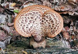 Attēlu rezultāti vaicājumam “Polyporus tubaeformis”