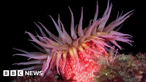 Attēlu rezultāti vaicājumam “Urocystis anemones”