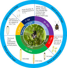 Attēlu rezultāti vaicājumam “Phyllotreta sp.”