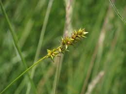 Attēlu rezultāti vaicājumam “Carex spicata”