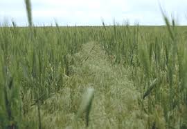 Attēlu rezultāti vaicājumam “Anisantha tectorum fruit”