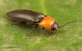 Attēlu rezultāti vaicājumam “Cardiophorus ruficollis”