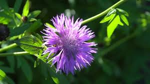 Image result for Flockenblume