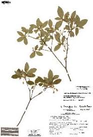 Attēlu rezultāti vaicājumam “Menziesia ferruginea flower”