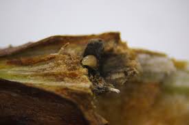 Attēlu rezultāti vaicājumam “Rabdophaga degeeri”