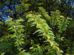 Attēlu rezultāti vaicājumam “Ulmus x hollandica leaf”