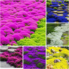 Attēlu rezultāti vaicājumam “Thymus serpyllum”