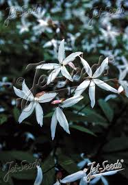 Attēlu rezultāti vaicājumam “Gillenia trifoliata flower”
