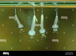 Attēlu rezultāti vaicājumam “Culex pipiens larva”