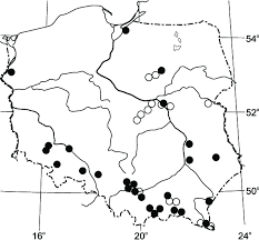 Attēlu rezultāti vaicājumam “Sarcodontia crocea”