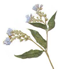 Attēlu rezultāti vaicājumam “Symphytum asperum leaf”