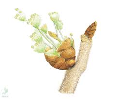 Attēlu rezultāti vaicājumam “Ulmus laevis fruit”