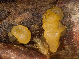 Attēlu rezultāti vaicājumam “Ascotremella faginea”