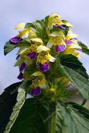 Attēlu rezultāti vaicājumam “Galeopsis speciosa”