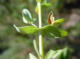 Attēlu rezultāti vaicājumam “Hypericum perforatum leaf”