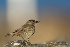 Image result for Anthus petrosus