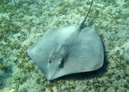 Image result for Himantura uarnak