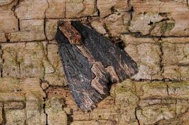 Attēlu rezultāti vaicājumam “Dypterygia scabriuscula”