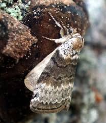 Attēlu rezultāti vaicājumam “Agonopterix hypericella imago”