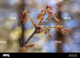 Attēlu rezultāti vaicājumam “Quercus rubra bud”