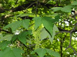 Attēlu rezultāti vaicājumam “Acer pseudoplatanus fo. purpurascens”