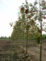Attēlu rezultāti vaicājumam “Sorbus aucuparia”