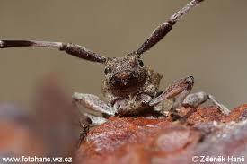 Attēlu rezultāti vaicājumam “Acanthocinus aedilis”