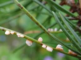 Attēlu rezultāti vaicājumam “Coleosporium sp.”