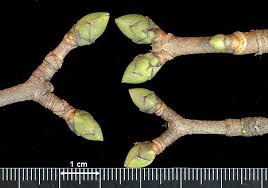 Attēlu rezultāti vaicājumam “Acer pseudoplatanus”