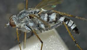 Attēlu rezultāti vaicājumam “Therevidae larva”