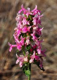 Attēlu rezultāti vaicājumam “Stachys officinalis flower”