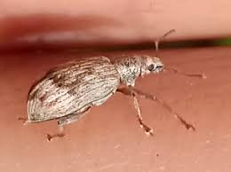 Attēlu rezultāti vaicājumam “Polydrusus tereticollis”